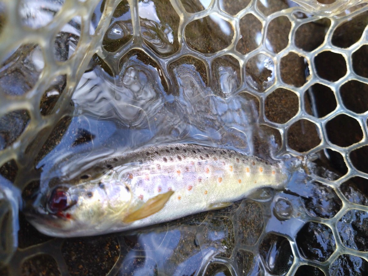 群馬の親友の自宅近くの川にブラウンがいるということで、調査兼ねて行って来ました🎣
噂は本当でした😁
川でブラウン釣りたいと思ってたので、念願叶いました✌️

#渓流釣り 
#群馬の渓