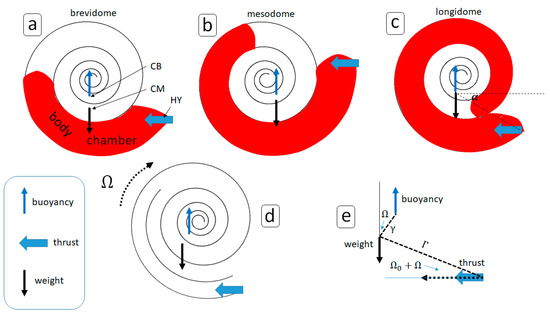 FossilsMDPI's tweet photo. New publication "The Hydrodynamics of Ammonoid Swimming: Equations of Motion and Rocking Resonances" by Dr. Fabio Vittorio De Blasio (Italy)
https://t.co/4UQ3KMf07z
This work investigated the physics of #ammonoid swimming using coupled equations for mechanics and fluid dynamics. https://t.co/rEnjURBVNM