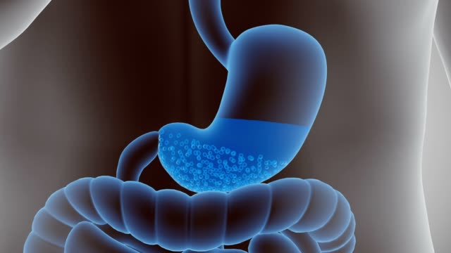 Contract and relax to mix and break down food. Produce enzymes and other specialized cells to digest food.rroij.com/medical-and-he…