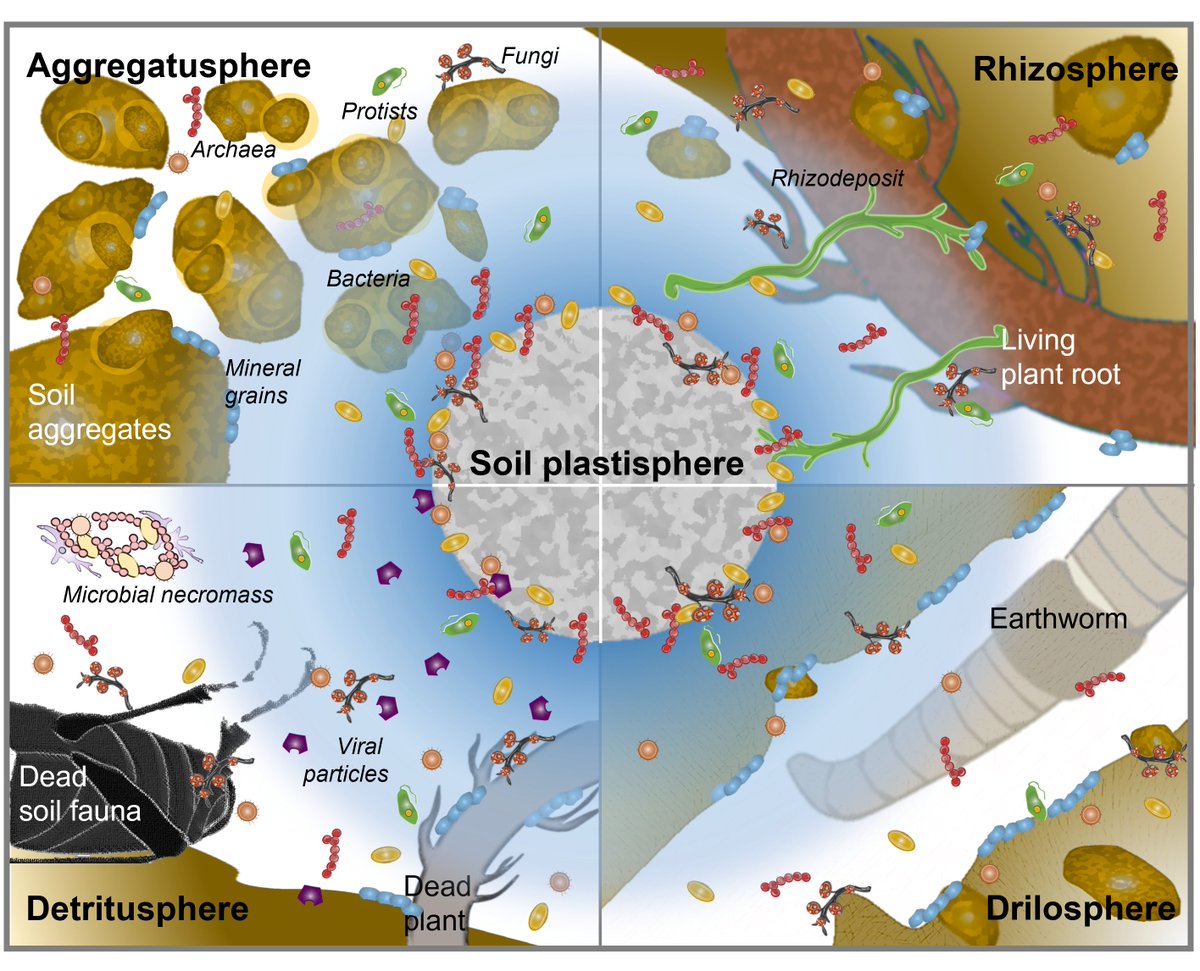 The soil plastisphere is a novel compartment in soils with unique properties, and it harbors a specific microbiome.

Read about it in our new paper in <a href="/NatureRevMicro/">Nature Reviews Microbiology</a> 

nature.com/articles/s4157…
Free share link: rdcu.be/dmf6B

#plasticpollution #microplastic