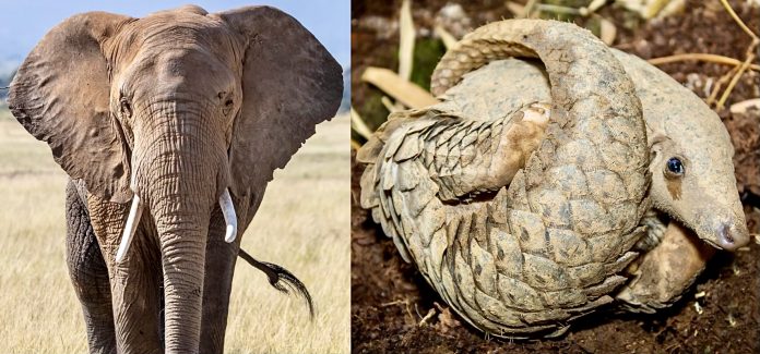 NatureNews Africa (@naturenews247) on Twitter photo Nigeria Faces Mounting Pressure On Wildlife Conservation As Illegal Trade Thrives
This report reveals Nigeriaās pivotal role in the illegal wildlife trade, serving as the largest export hub forĀ ivory and pangolin scalesĀ destined for Asia.
<a href="/SavePangolins/">Save Pangolins</a>
naturenews.africa/nigeria-faces-⦠Nigeria Faces Mounting Pressure On Wildlife Conservation As Illegal Trade Thrives
This report reveals Nigeriaās pivotal role in the illegal wildlife trade, serving as the largest export hub forĀ ivory and pangolin scalesĀ destined for Asia.
<a href="/SavePangolins/">Save Pangolins</a>
naturenews.africa/nigeria-faces-ā¦