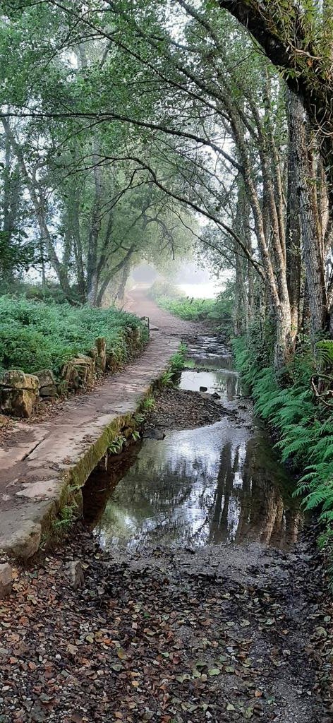Pascalsano's tweet photo. #Galicia what a beauty you are! Love this region. #Camino #Caminodesantiago #caminofrances https://t.co/Sa1Lke1job