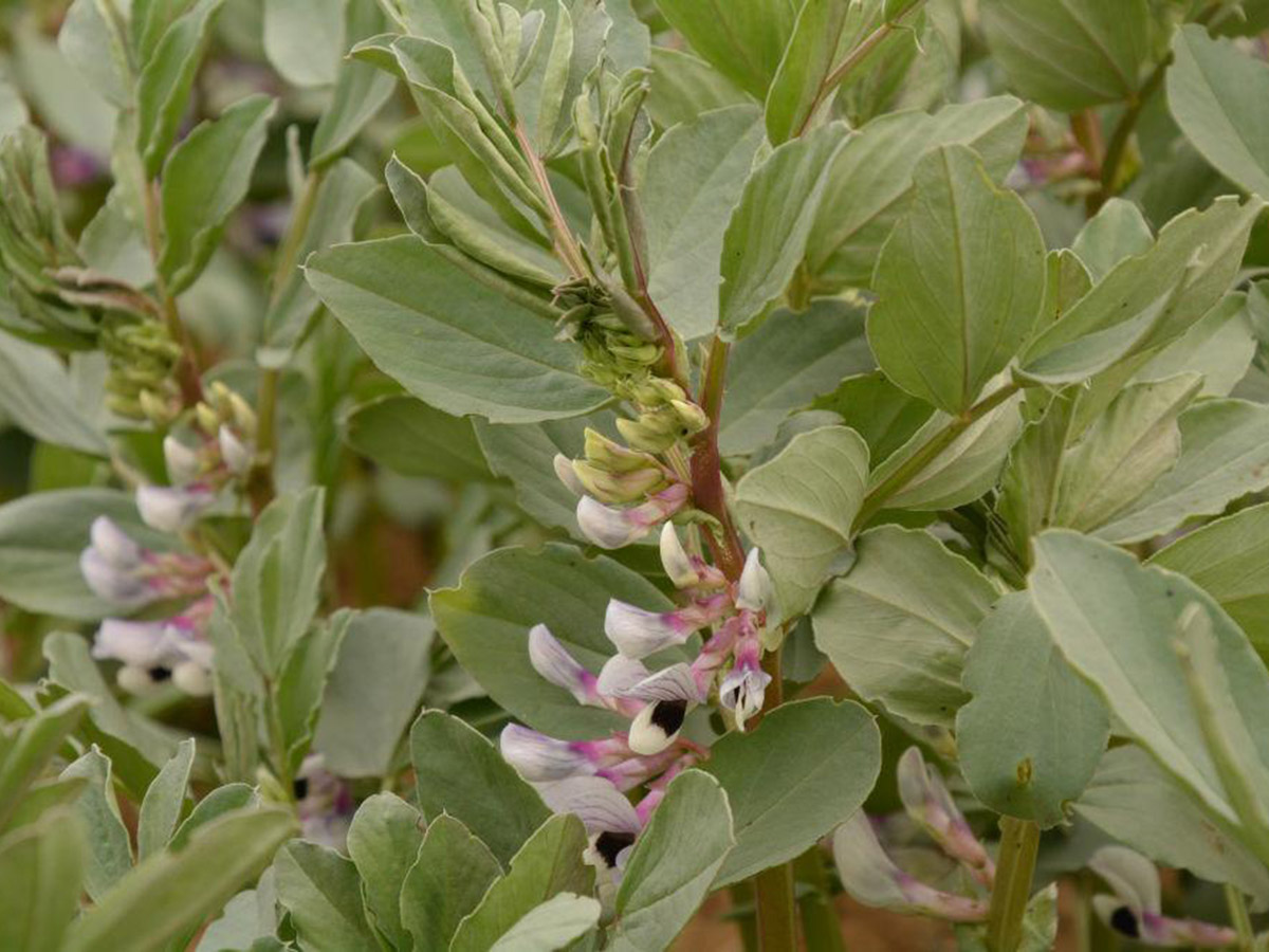 AM_TerresInovia's tweet image. 𝗣𝗿𝗼𝘁𝗲𝗰𝘁𝗶𝗼𝗻 𝗱𝗲𝘀 𝘀𝗲𝗺𝗲𝗻𝗰𝗲𝘀 𝗱𝗲 𝗴𝗿𝗮𝗶𝗻𝗲𝘀 𝗽𝗿𝗼𝘁𝗲𝗮𝗴𝗶𝗻𝗲𝘂𝘀𝗲𝘀 (𝗽𝗼𝗶𝘀, 𝗳𝗲𝘃𝗲𝗿𝗼𝗹𝗲 𝗲𝘁 𝗹𝘂𝗽𝗶𝗻)
La substance active métalaxyl-M n’est plus autorisée pour un usage en plein champ, mais uniquement sous abris👉terresinovia.fr/-/protection-d…