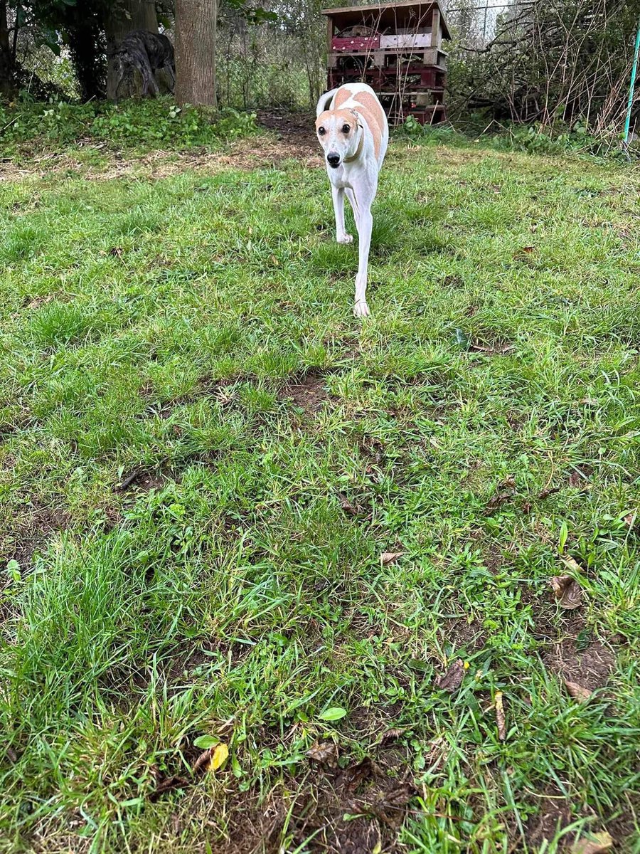 CandyCaneRescue's tweet photo. After an unsettled first night out 4 new dogs who arrived from China are starting to settle in #foster 
#FlightToFreedom
#RescueRehabRehome
#EndDogMeatTrade
#RESCUEISMYFAVORITEBREED https://t.co/DFkMA5sDtn
