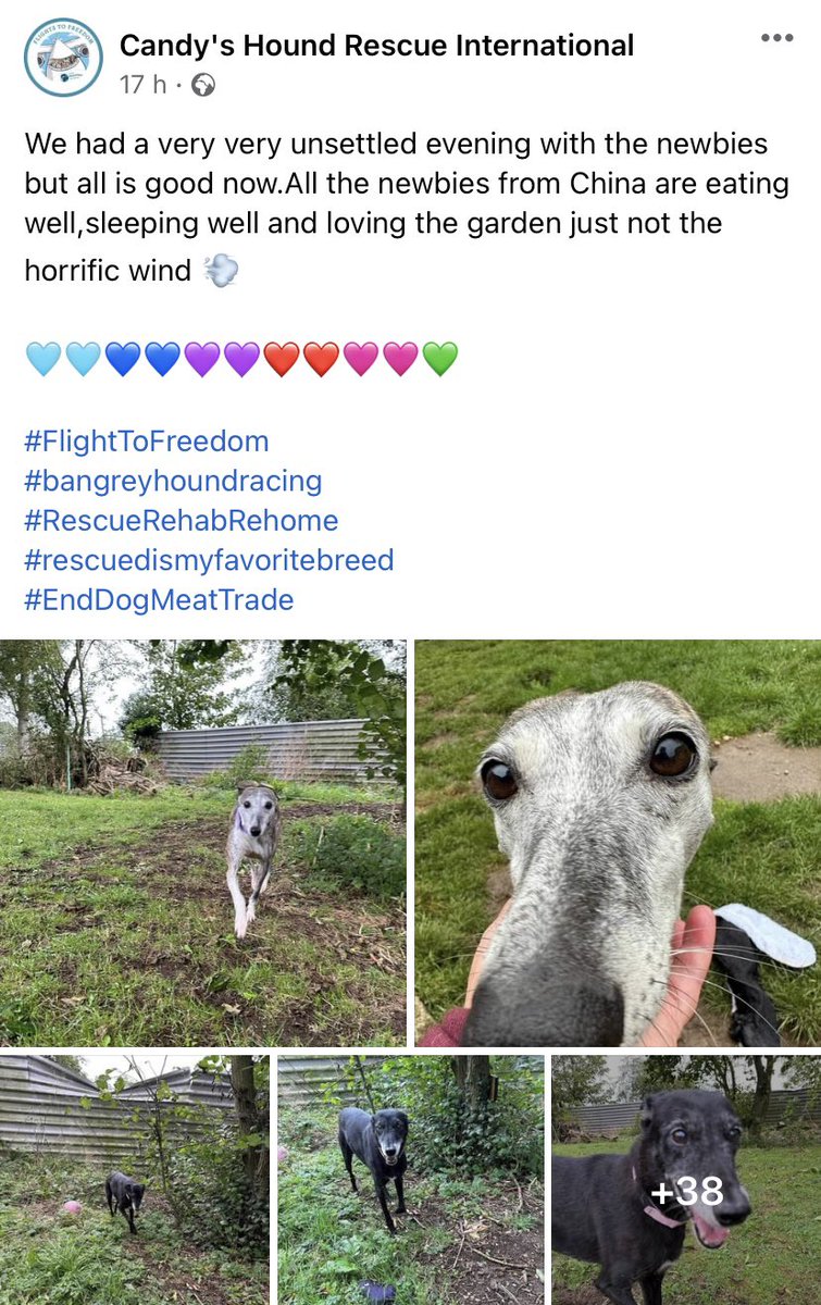 CandyCaneRescue's tweet photo. After an unsettled first night out 4 new dogs who arrived from China are starting to settle in #foster 
#FlightToFreedom
#RescueRehabRehome
#EndDogMeatTrade
#RESCUEISMYFAVORITEBREED https://t.co/DFkMA5sDtn