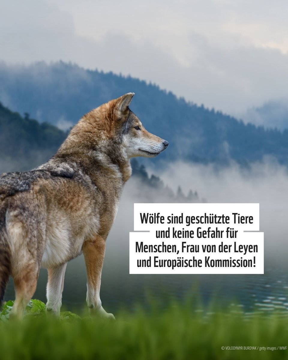 Schutzstatus des Wolfs unter Beschuss! Der EU-Wahlkampf hat begonnen. Auf dem Rücken dieser streng geschützten Tierart. Wie es um die Population in Deutschland tatsächlich aussieht
👉dbb-wolf.de
Protestaktion des <a href="/WWF/">WWF</a> jetzt unterstützen
👉mitmachen.wwf.de/wolf