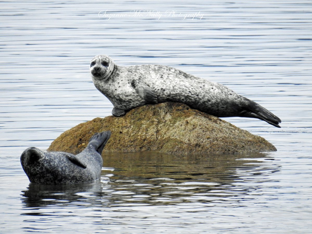 ContactSuzanne's tweet photo. Hey! How do you fancy checking out some of the seals that we met in Arran last week? We spotted these guys between Machrie and Pirnmill, the speckled one is a little bit of a show-off!  Have a wonderful Wednesday! @UndisScot @JaneFallon #IsleofArran https://t.co/3BIUQ87h6G