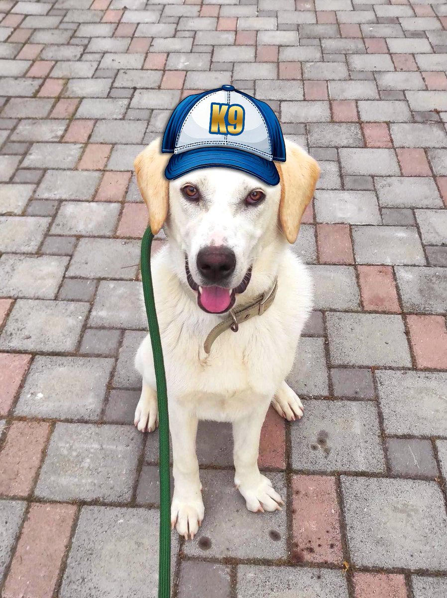 yourdog_gr's tweet photo. Καλή αρχή Joy, καλώς ήρθες στην τάξη του #yourdog 🧢📚

#newdogschool #newstart #bringyourhat #studentoftheday #newstudent #hatsonbrainson #trainingdogs #teachingpeople #changinglives #k9training #yourdog #thessaloniki #skgstories https://t.co/Q8TJTBIVNJ