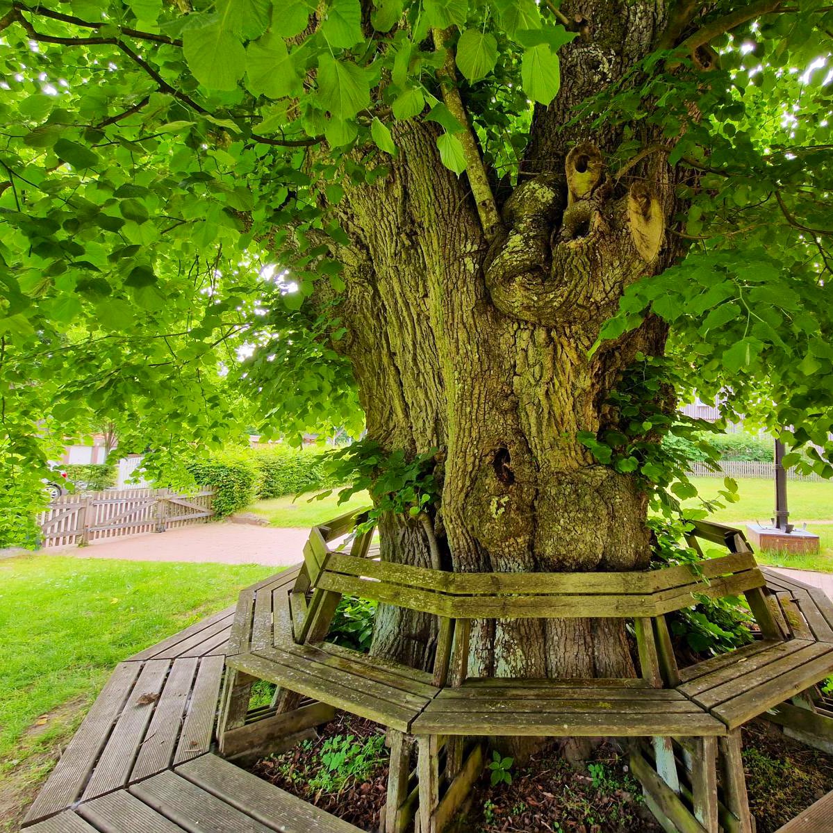 hugohbusse's tweet photo. Die »Linde im Park am Kloster Isenhagen«, Niedersachsen, Kulturraum Hannover, wird zum Nationalerbe Baum ausgerufen.
Klosterstrasse 2, 29386 Isenhagen-Hankensbüttel, Lüneburger Heide.

Klosterlinde Isenhagen, Nationalerbe
Freitag, 29. Sept. 2023, 15 Uhr 30
https://t.co/wHCPChyzE7 https://t.co/7ZEtw9HAOl