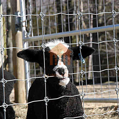 wangxu667886's tweet photo. The application of deer fences in pastures is mainly to prevent deer invasion, protect livestock animals, manage grazing areas, control cross-infection and protect the environment.
📲 WhatsAPP:+86 135 8232 7212
💻Web: https://t.co/AnRsrIQ4S1
💻Web: https://t.co/yOnzUaOaGh https://t.co/RVHgyvPTS4