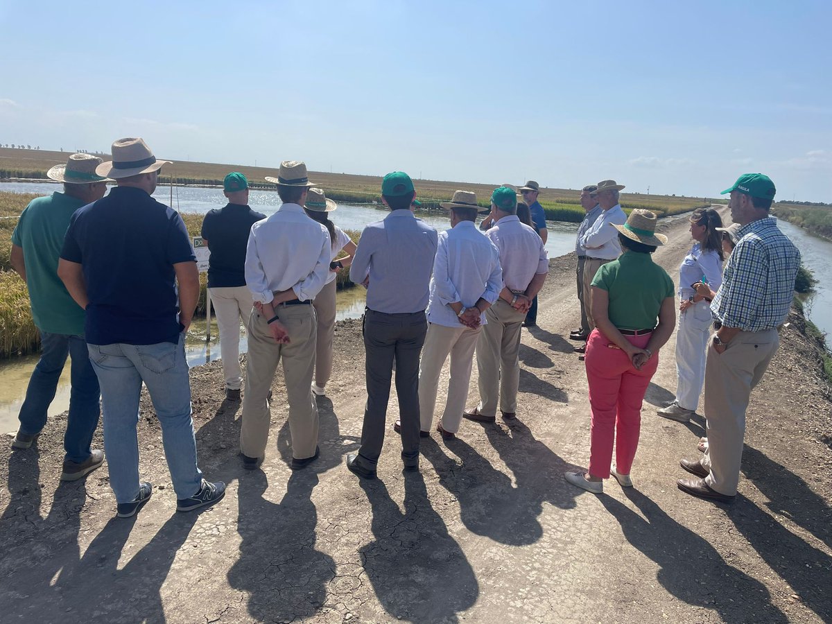 🌊 Durante el evento, exploramos parcelas de arroz del Grupo Operativo NutriRice. Juntos, presenciamos avances emocionantes en la agricultura. 🚀👩‍🌾 #InnovaciónAgrícola #AgriculturaSostenible