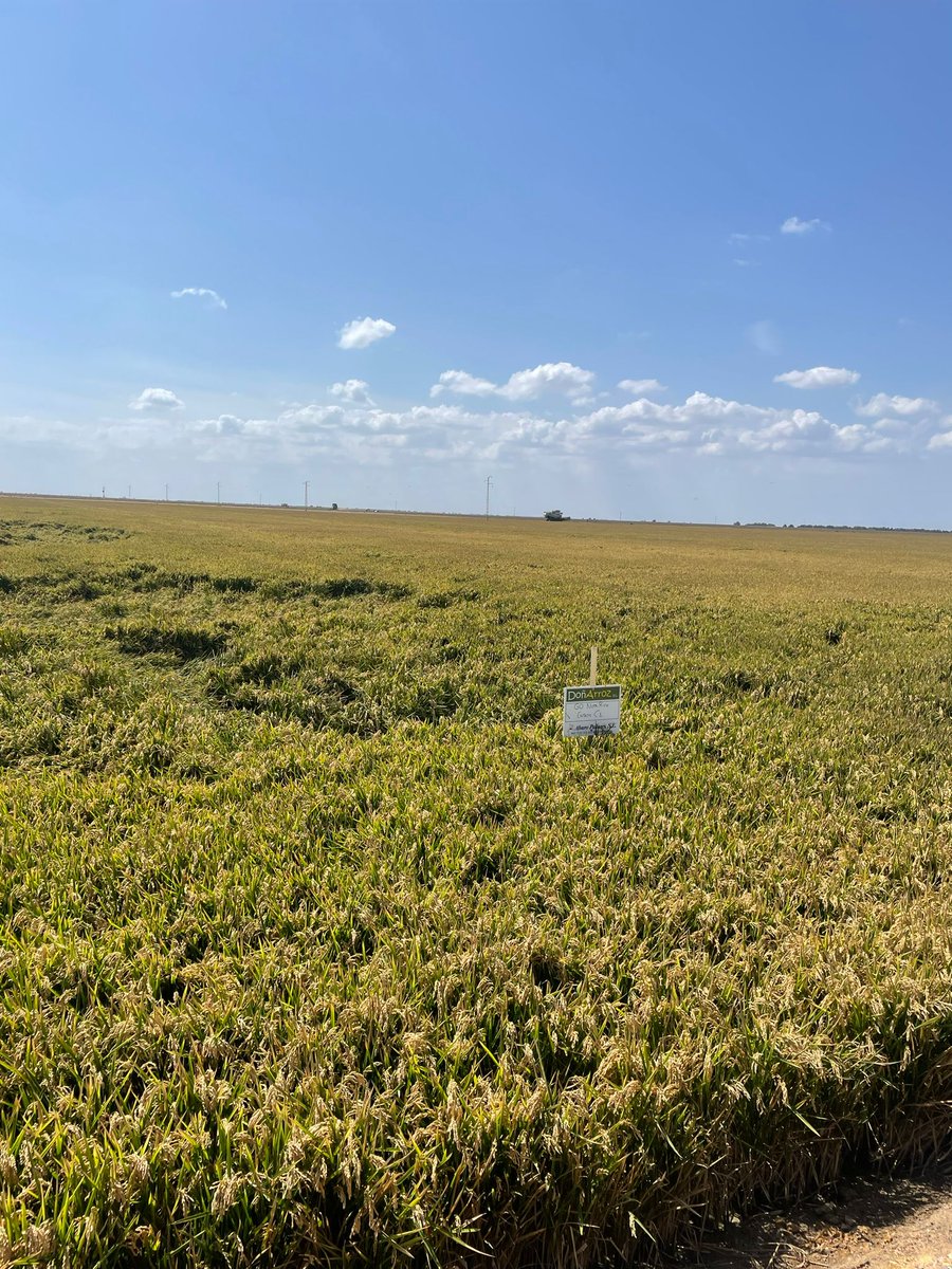 🌞 NutriRice y la comunidad agrícola unidos en Doñana. La colaboración marcó la pauta para un futuro brillante. ¡Únete a esta travesía de descubrimiento! 🤝🌾 #Sostenibilidad #EficienciaNutricional <a href="/DonarrozSL/">Doñarroz S.L.</a> @arrozua
<a href="/ASD_arroces/">Arroces Sostenible de Doñana</a> <a href="/CPLab_IBVF/">CPLab</a> 
 <a href="/rmfabra1970/">RAFAEL MORALES FABRA</a>