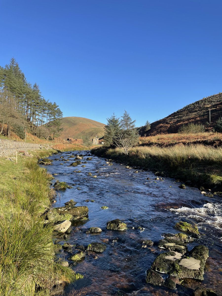 Good news about the <a href="/forestofbowland/">Forest of Bowland National Landscape</a>'s population of #henharriers from <a href="/Natures_Voice/">RSPB</a> - but the worrying 'disappearances' continue... community.rspb.org.uk/ourwork/b/rspb…
