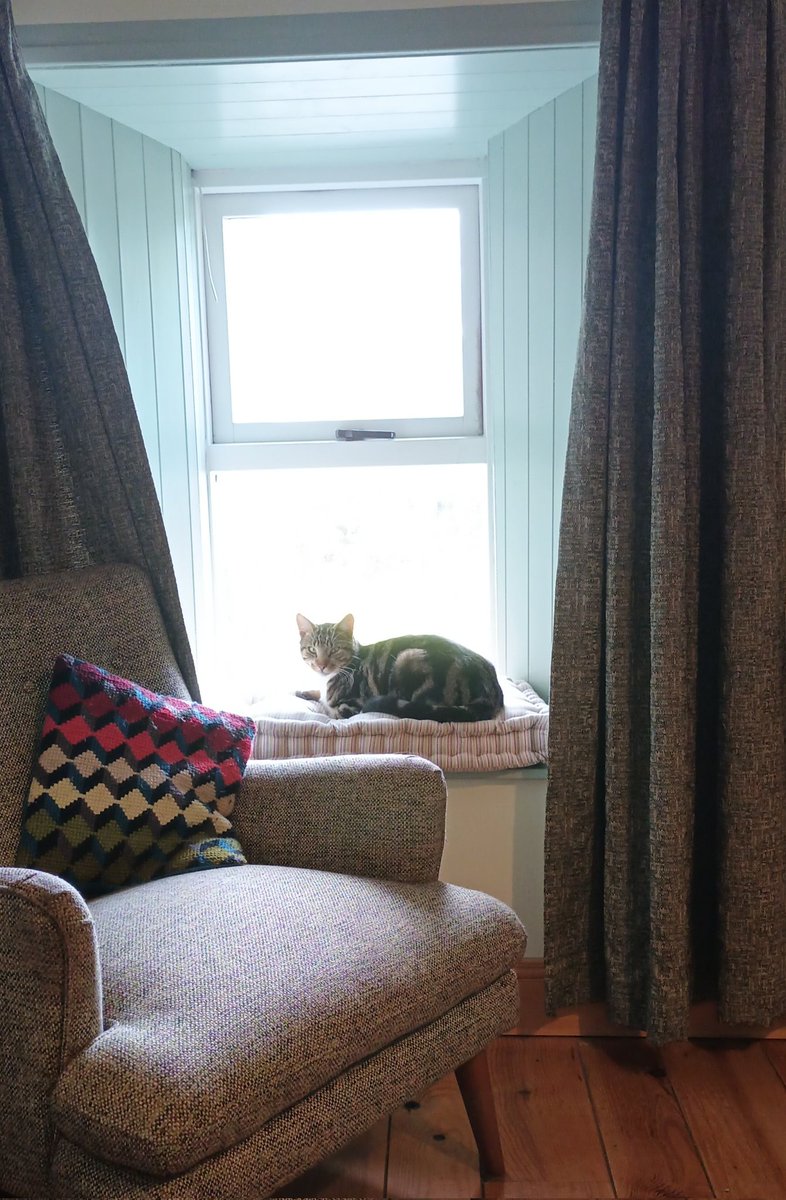 dannykellywords's tweet photo. KiKi says good morning! #catsofIreland https://t.co/eIXCxKCKI3