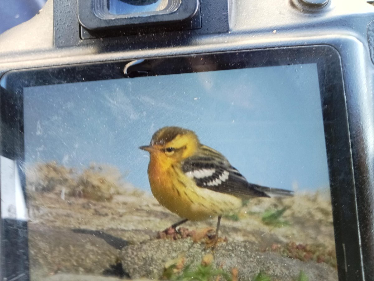 MEGA
Blackburnian warbler very briefly on Skellig just now, flew high and south per Brian Power