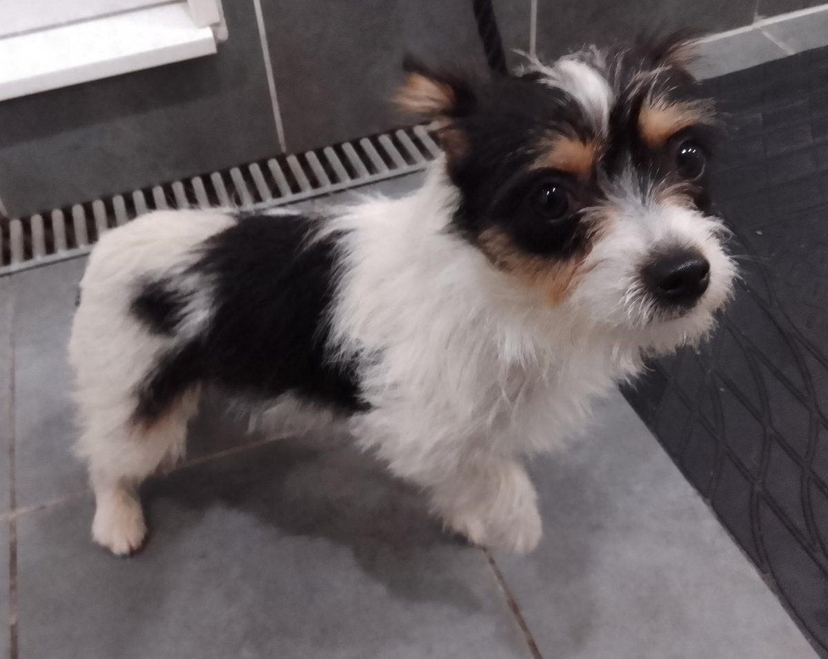 Animal Adoptions UK 🐕‍🦺🐈🐎❤️ tweet media