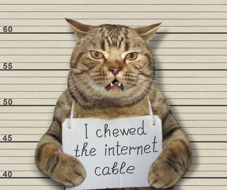 #DidYouKnow In 2013, a cat named "Rusty" accidentally unplugged a data center's server in Virginia. This brief disruption caused internet speeds in the region to drop by 40%. Rusty was named the feline hacker! 🐱💨🌐

*No cats were harmed in the making of this post*