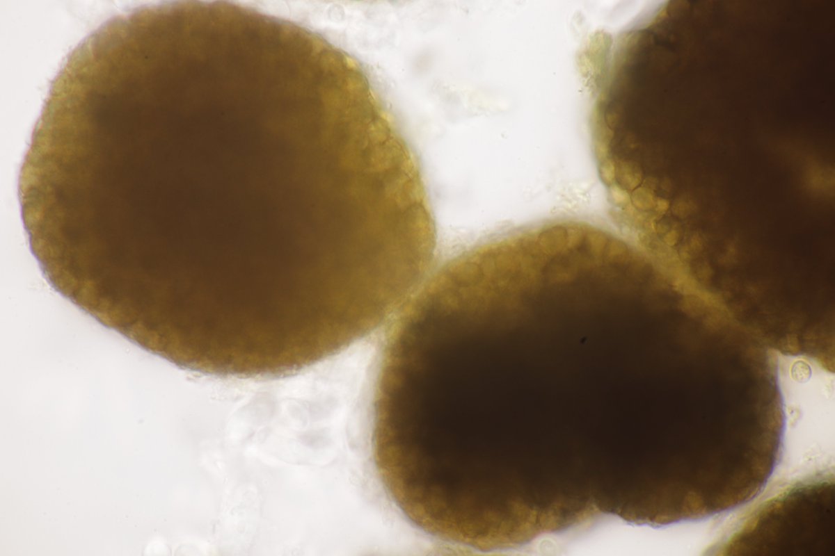 RPilze's tweet photo. Moesziomyces bullatus ex Echinocloa crus-galli
#moesziomycesbullatus #moesziomyces #Hühnerhirse #Echinochloacrusgalli #cockspur #smut #smutfungus #brandpilz #brand #mushroom #mushrooms #fungus #fungi #pilz #pilze #champignons #champignon #nature #natur #phytopathology https://t.co/8iznb3yeYf