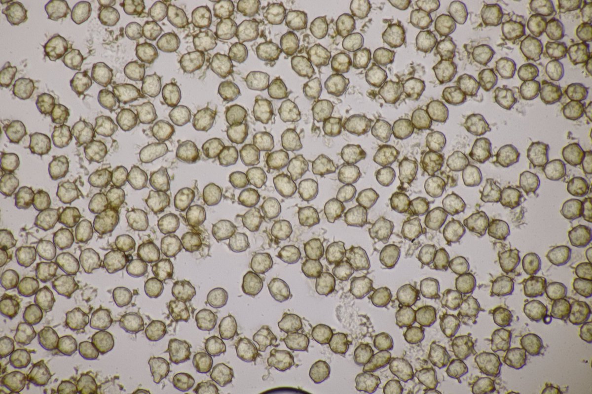 RPilze's tweet photo. Moesziomyces bullatus ex Echinocloa crus-galli
#moesziomycesbullatus #moesziomyces #Hühnerhirse #Echinochloacrusgalli #cockspur #smut #smutfungus #brandpilz #brand #mushroom #mushrooms #fungus #fungi #pilz #pilze #champignons #champignon #nature #natur #phytopathology https://t.co/8iznb3yeYf