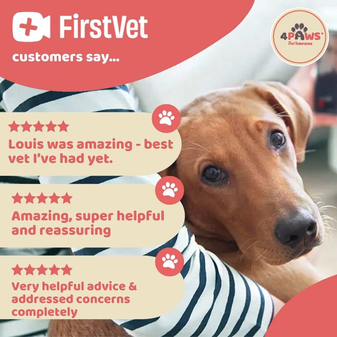 #FirstVet comes with every #PetInsurance policy taken out with #4Paws! Trained vets on hand (and screen!) 24/7 Start your pet insurance journey with us here 4paws.co.uk #4PawsPetInsurance #AnimalLovers