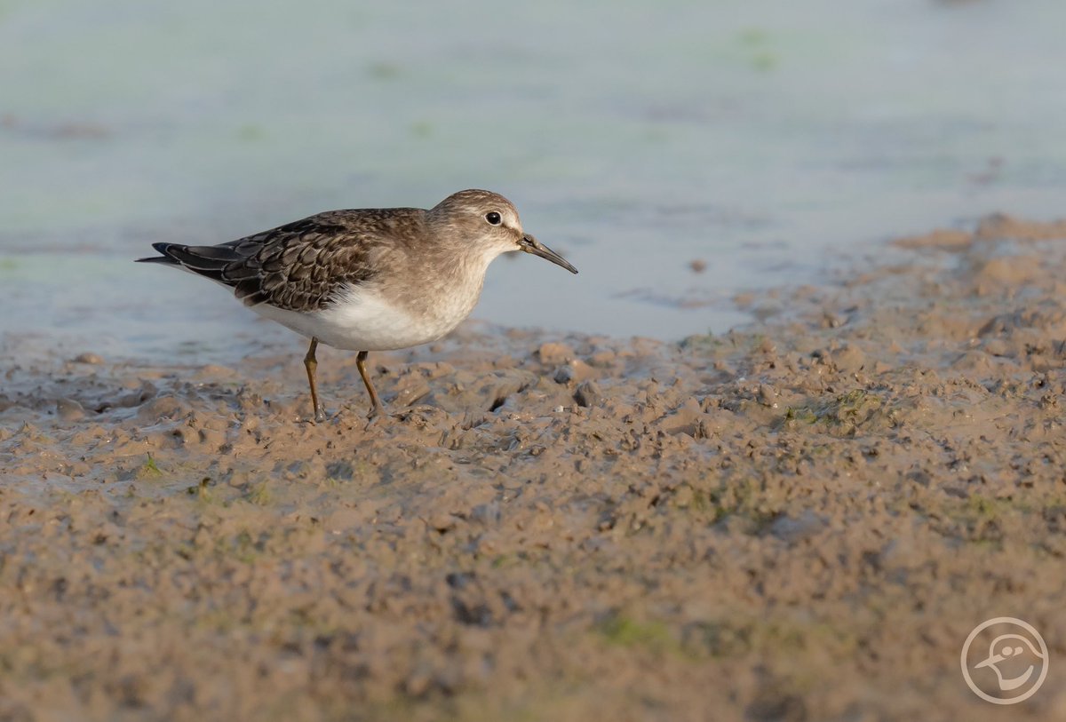 Correlimos de Temminck - Temminck’s Stint (Calidris temminckii) 
Habitual en los pasos migratorios en @gvaparcsnaturals  #albuferadevalencia 
#waders #limicolas #visitnatura #birdinginvalencia #birdwatching #birdlife #birdphotography #wetlands 
<a href="/VisitNatura/">Visit Natura</a> <a href="/GVAturisme/">GVA Turisme</a> <a href="/CvGuias/">Guías de Birding CV</a>