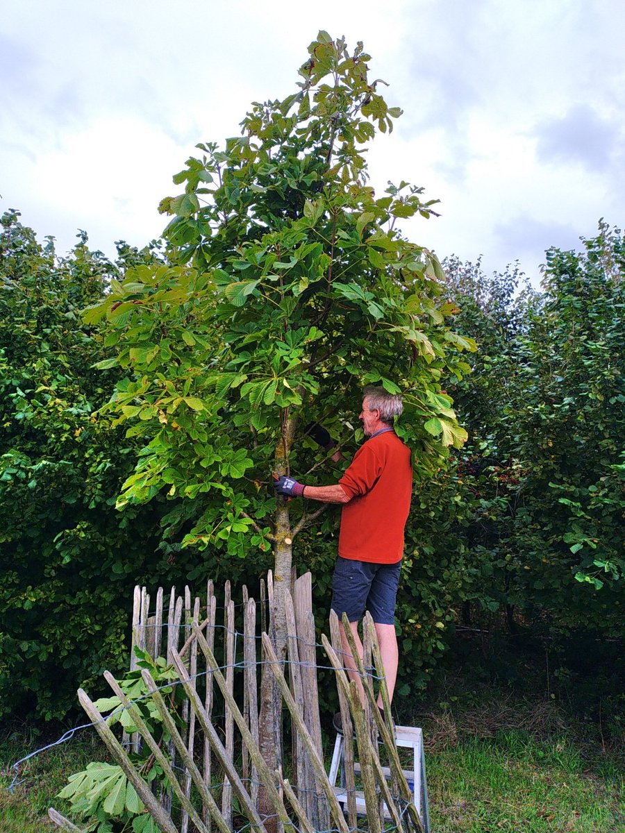 Vandaag kreeg de Anne Frankboom in get Houtembos te Vilvoorde een snoeibeurt. We hopen er termijn een machtige boom van te maken.