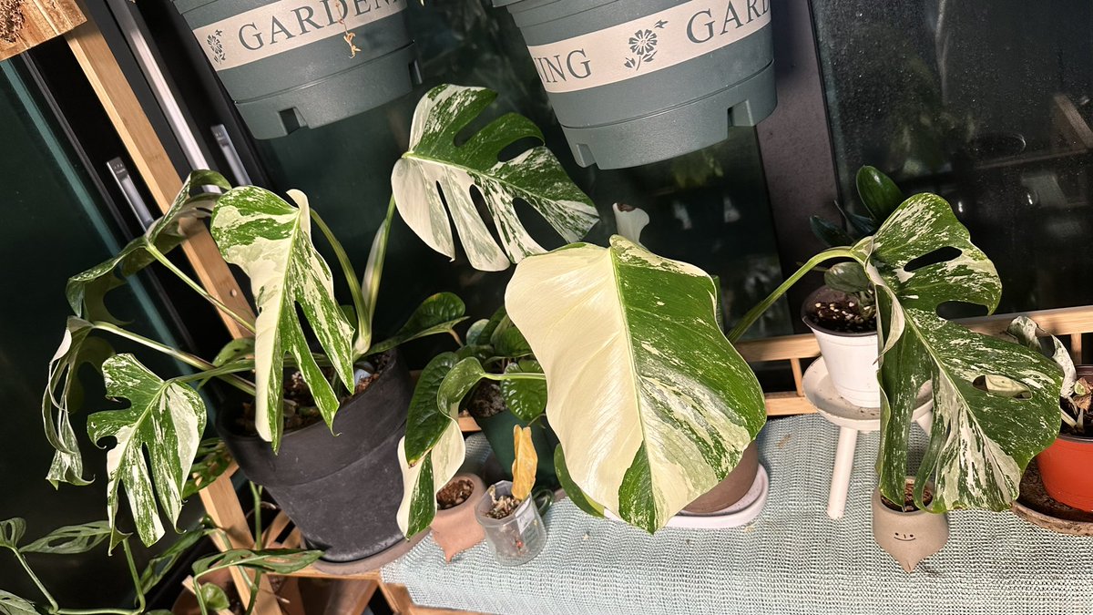 알보들
슬슬 수형을 잡아야하는데😖