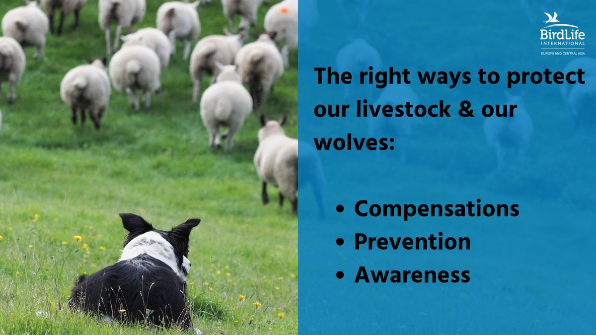There are many ways to protect livestock without causing harm (and killing wolves!) 

Practices proven to be the most effective are:
💸Compensation payments
🛡️Prevention measures
📄Information, advice, awareness raising

#DontCryWolf #RestoreNature