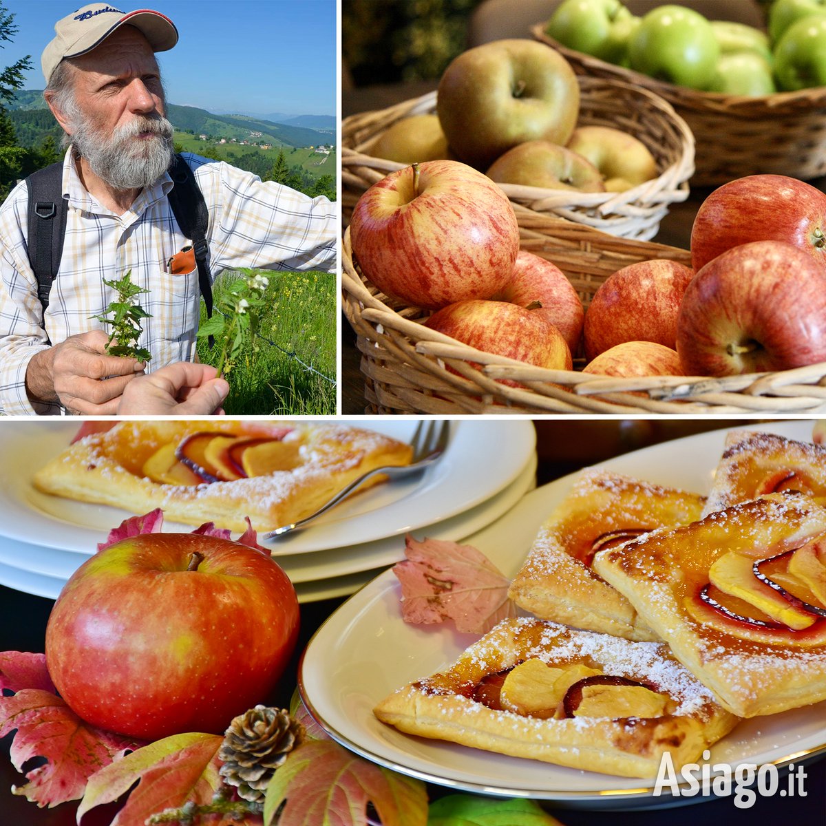 AsiagoIt's tweet photo. Il tempo delle mele è tornato! 🍏🍎 Sabato a #Foza, l'Hotel Ristorante Alpi propone una #cena unica con piatti a base di #mele antiche e altri prodotti autunnali dell'orto! 🍽😋
#Asiagoit #altopianodiasiago #Veneto #montagna #buonacucina
INFO > https://t.co/xNsXUPVMzI https://t.co/5mnLcQCYLZ