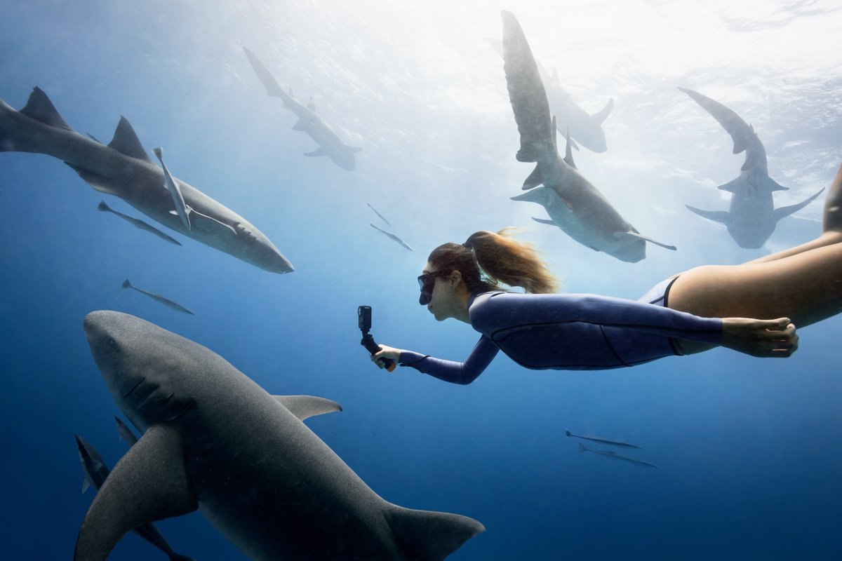 DJIJAPAN's tweet image. 色鮮やかな水中映像
Vivid Underwater Off vs On🦈💙
#OsmoAction4：bit.ly/43VIIIe