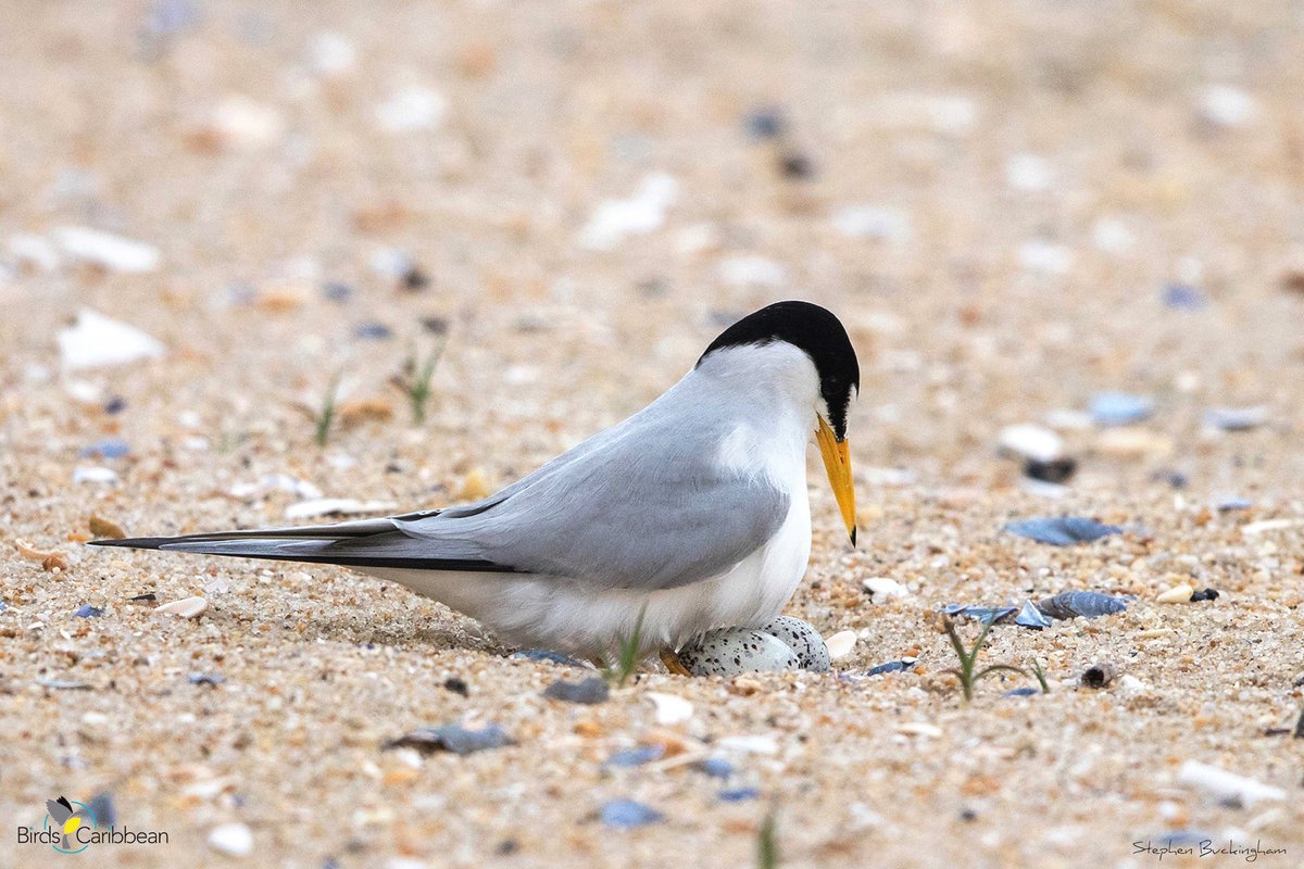 BirdsCaribbean's tweet photo. Meet the #LeastTern, a very dashing tern and Migratory Bird of the Day, DAY 59 of our Caribbean celebration🎉of #WMBD2023—Birds Connect our World 🌎.
For fun facts, free puzzles🧩, videos, photos, coloring page🖍️& more visit: https://t.co/lFkRh4KPCq
@enviroamericas https://t.co/lrezghDTRe