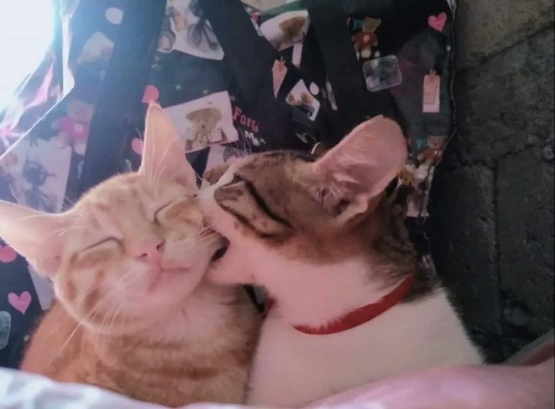 Why you should have a cat tweet media
