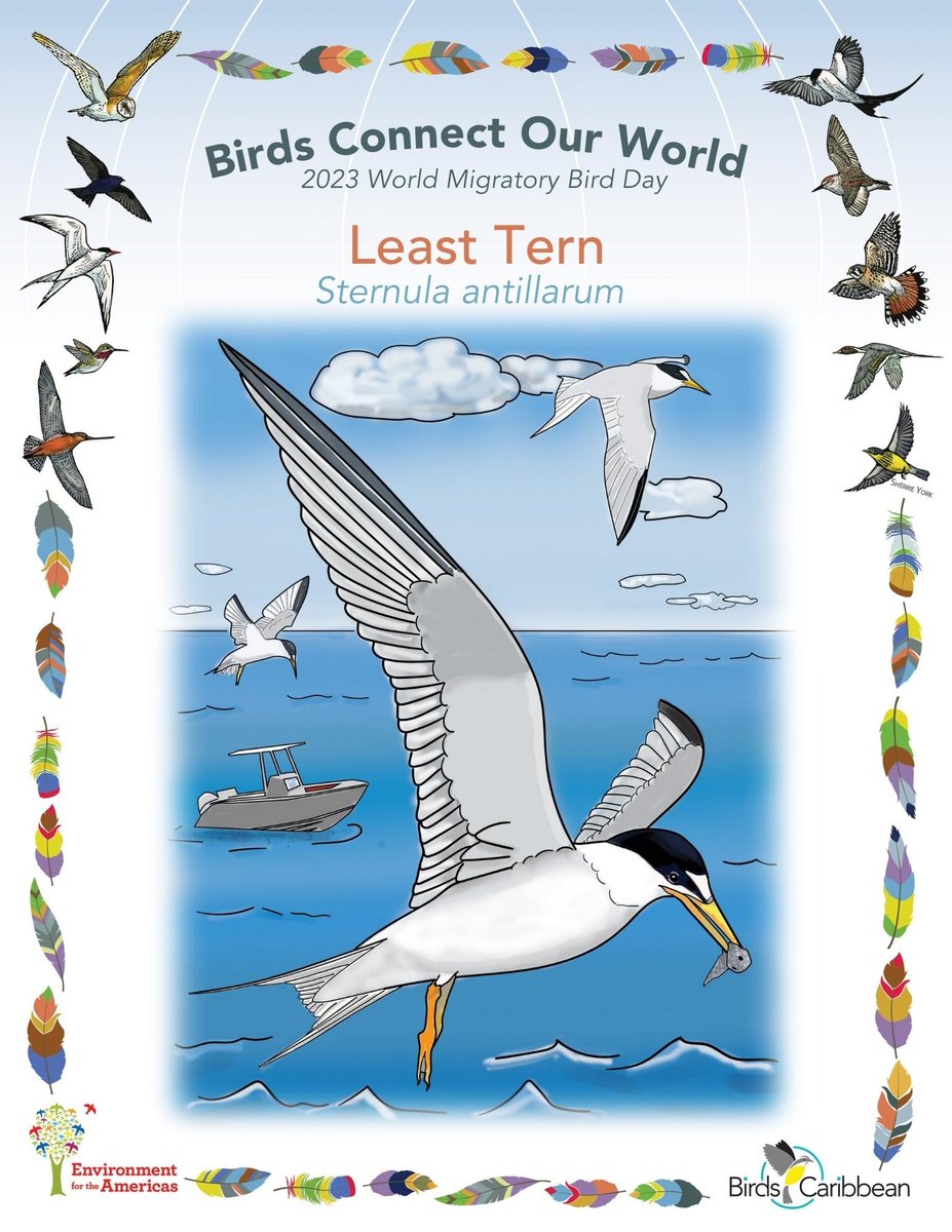 BirdsCaribbean's tweet photo. Meet the #LeastTern, a very dashing tern and Migratory Bird of the Day, DAY 59 of our Caribbean celebration🎉of #WMBD2023—Birds Connect our World 🌎.
For fun facts, free puzzles🧩, videos, photos, coloring page🖍️& more visit: https://t.co/lFkRh4KPCq
@enviroamericas https://t.co/lrezghDTRe