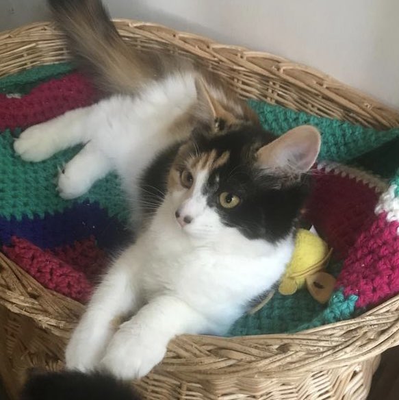 MNashCatRescue tweet picture