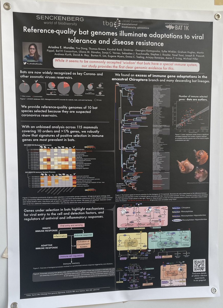 My poster at #EMBOevoAnimalGenomes is already on. Stop by today (Wed Sep 20) to say hi and hear about #comparativeGenomics, #bats and their immune system @LOEWE_TBG @Senckenberg @bat1kgenomes —> poster 64