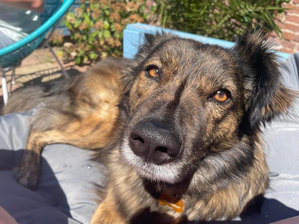 Pawprints2F's tweet photo. Hi, I'm Lenny and I have a week to find a new home before I’m back in kennels🥲 Can you help? I’m 4 years old and I love doggy peanut butter. I’m quite scared of new people but once I get to know them I’m very friendly. I’d like an adult-only home with a doggy pal. Thank you! 🙏 https://t.co/2vJ4wfK16u
