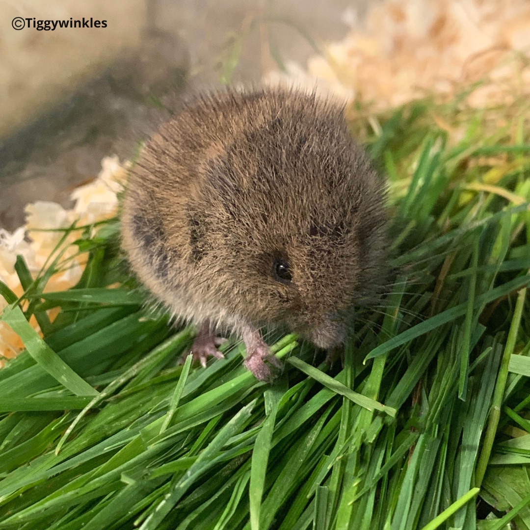 This gorgeous little fluff ball is a vole! He came into us after being found with some wounds to his body, but our veterinary team are treating him and are confident he will make a good recovery and be released back out into the wild very soon.