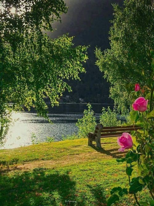 MariamB80321249's tweet photo. Beautiful place 🌹🌷🌹
#rosew https://t.co/viVP4GSx92