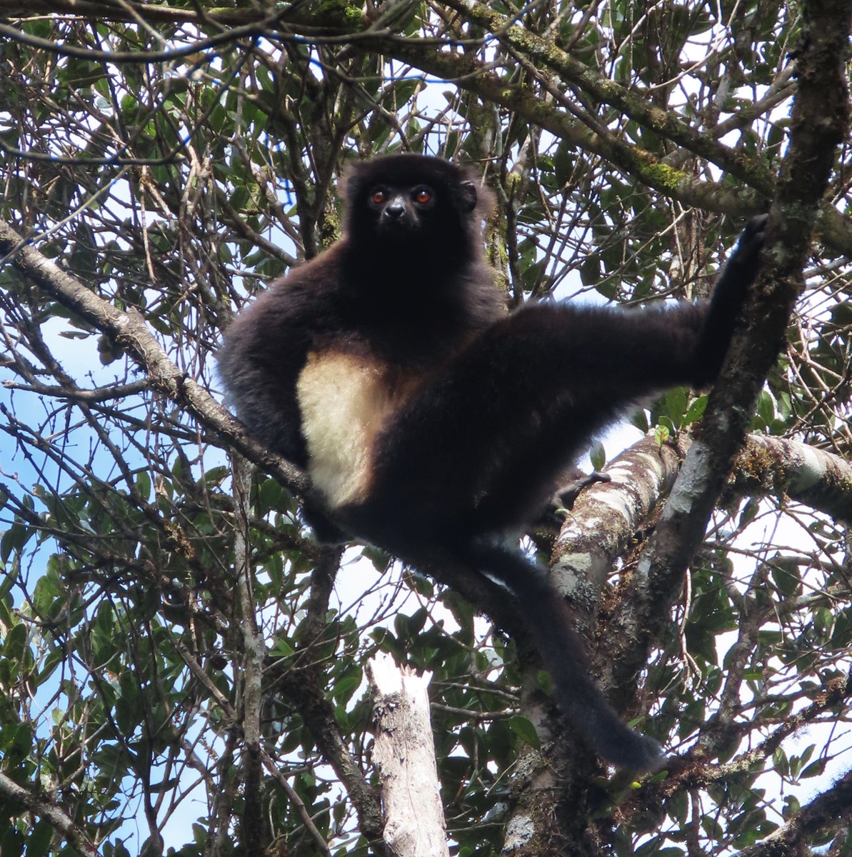 tommartin2013's tweet photo. Recently back from the very successful  #BangorMadagascar2023 field course. Lots of first-class wildlife and a great experience for staff and students! @BangorSNS https://t.co/xGRavIurjK