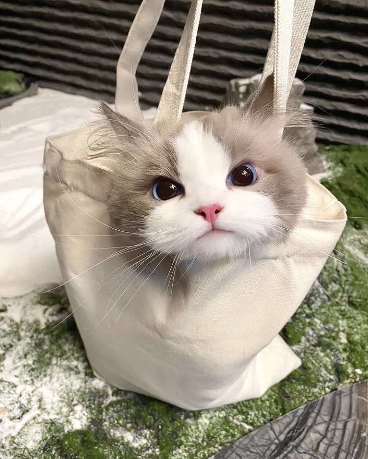 javafta's tweet photo. まじこのねこかわいい https://t.co/1q0bdE3sf3