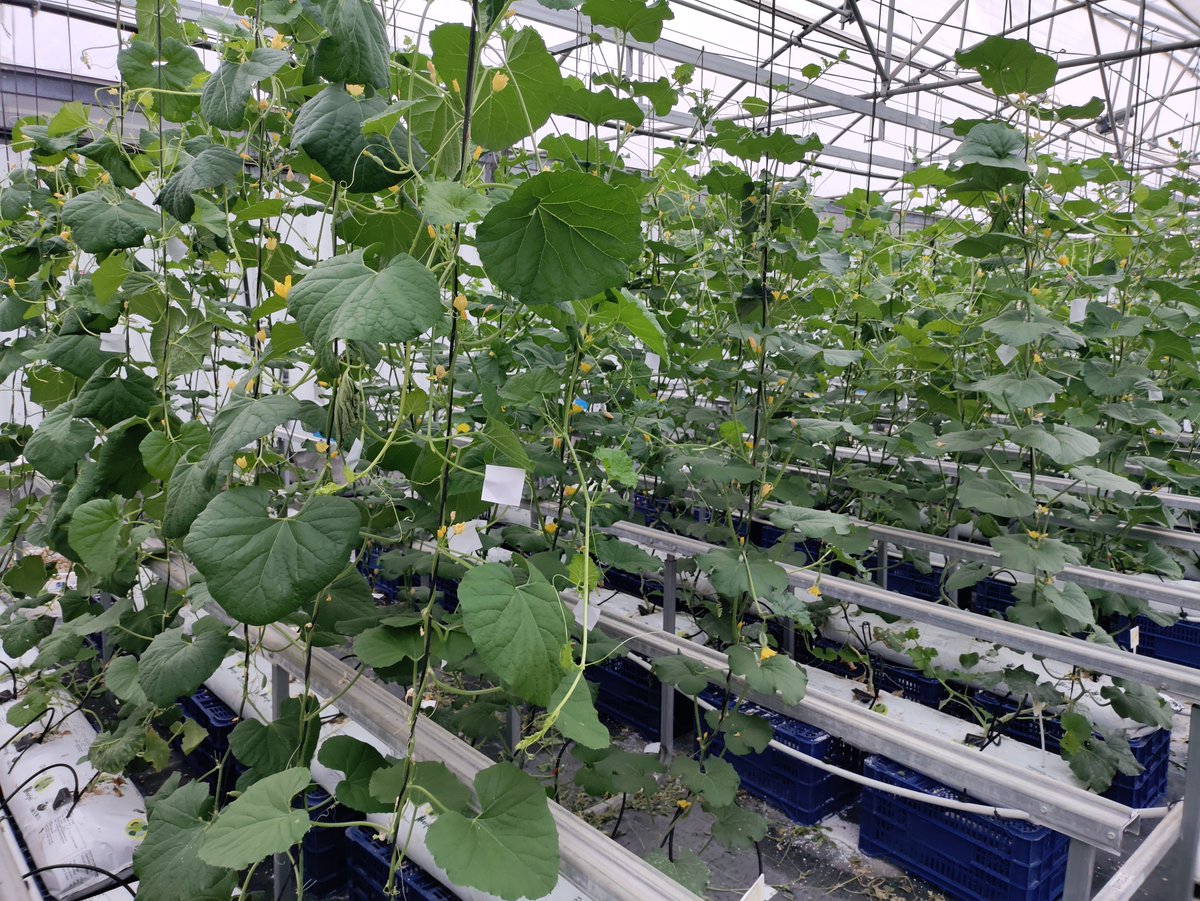 virtigation's tweet photo. In #VIRTIGATION, Huerta Valle Hibri2 is performing #SeedMultiplication to provide plant materials to partners performing #FieldTrials, scheduled to start in late autumn 2023. The #FieldTrials will test these materials for their performance against #Whiteflies, #ToLCNDV &amp; #ToBRFV https://t.co/hKN1hPAWKe