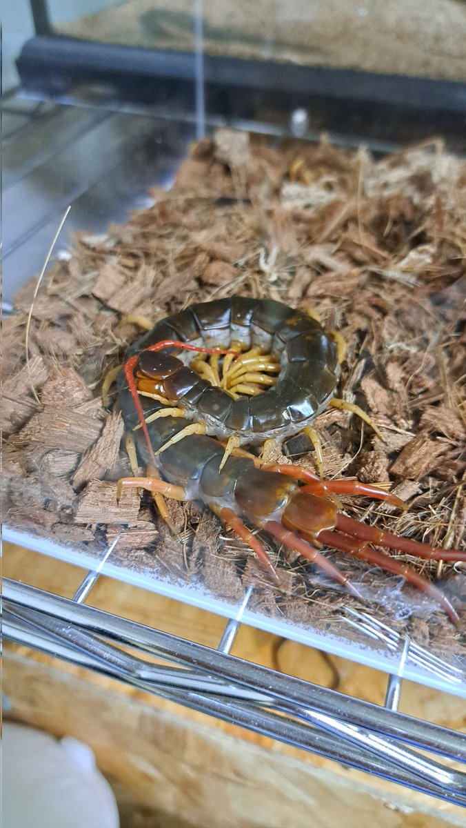 過去一ムカデっぽいポーズしてる