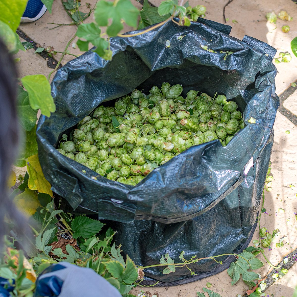 Bristol Hops Collective tweet media