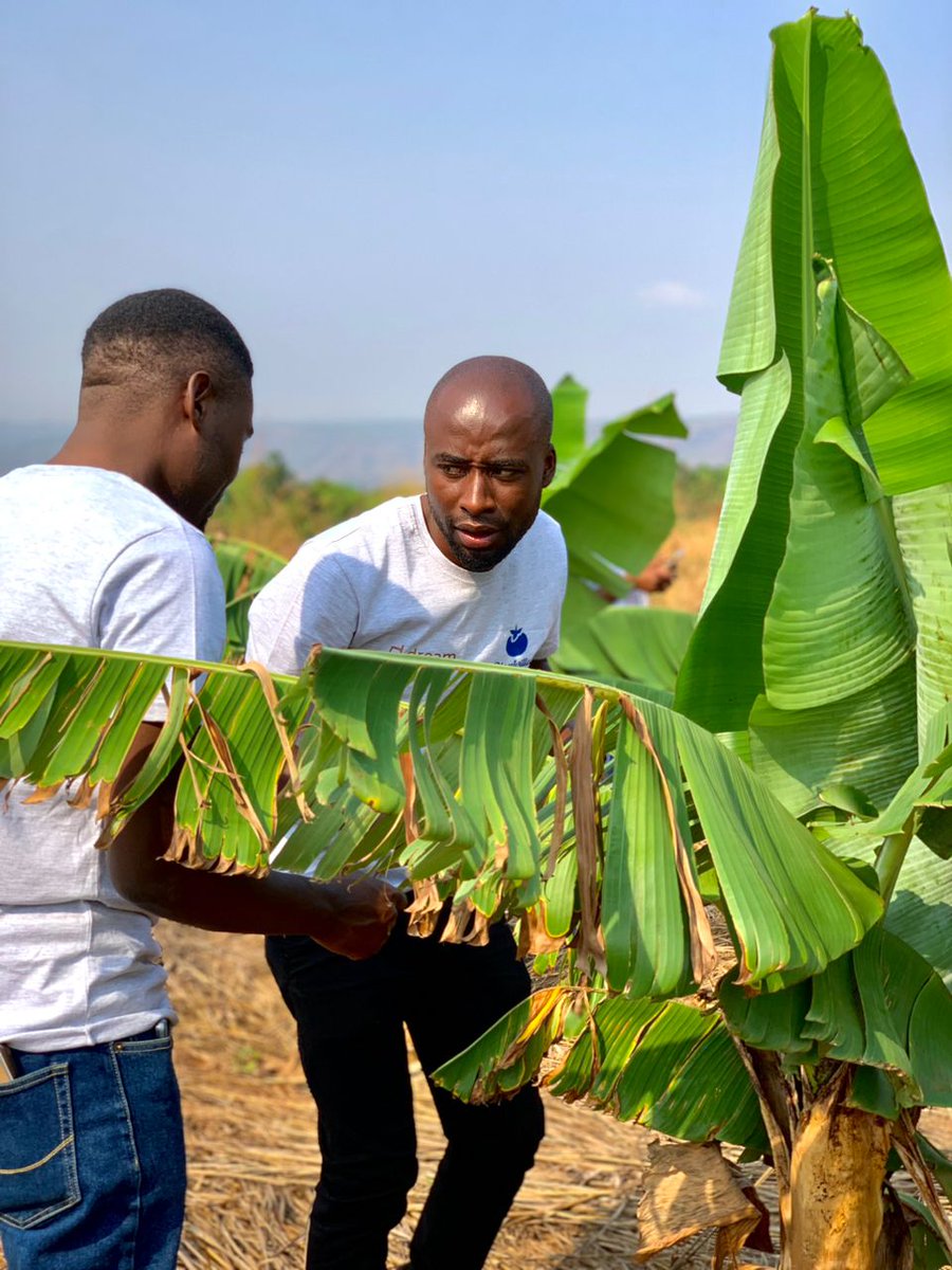 Our Dream Team received official recognition from the Department of Agriculture in Buhigwe district while on a mission with <a href="/CETC_IL/">Current and Emerging Threats to Crops Lab</a>   to combat the banana bunchy top virus in 🇹🇿

A visit to banana plots revealed the need for clean planting materials for sustainable  🍌 farming.