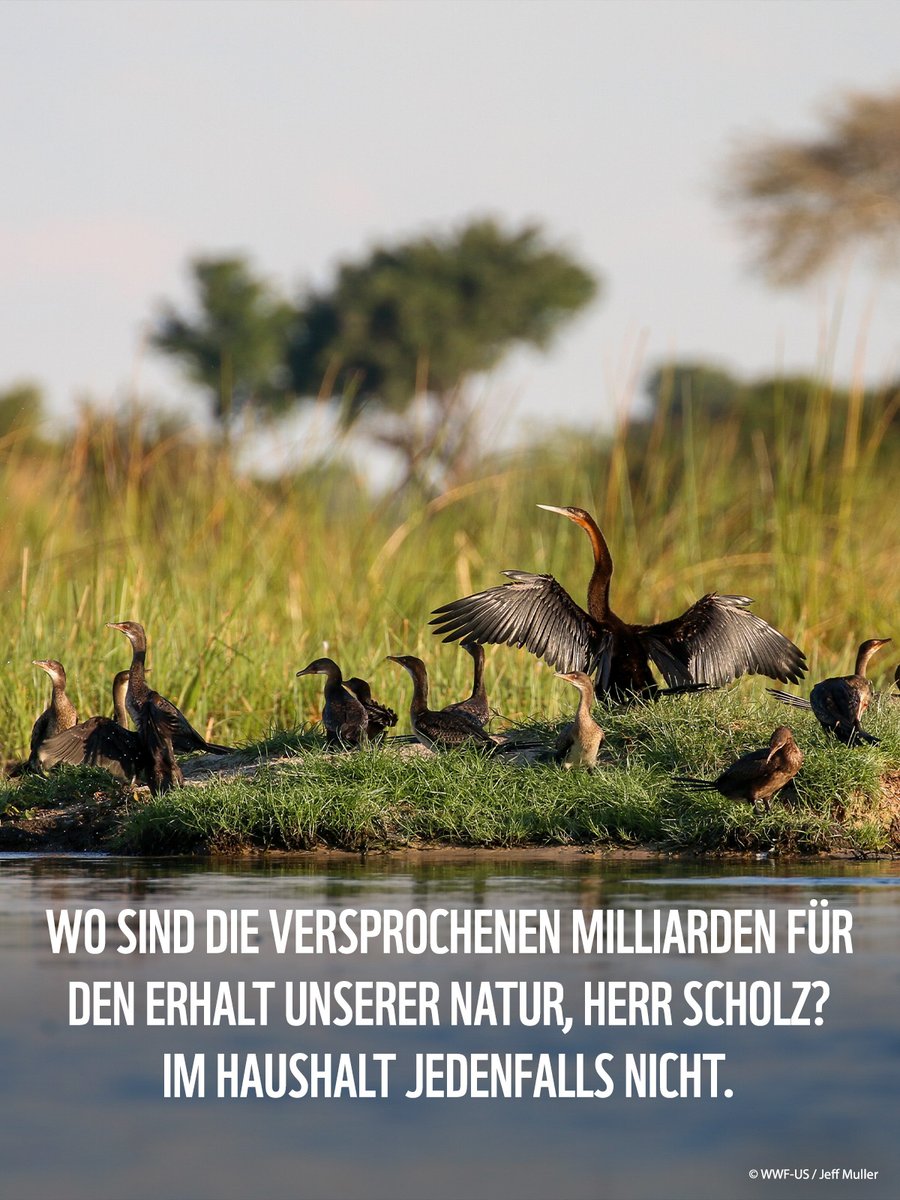 1) @Bundeskanzler Scholz muss Versprechen einhalten! Genau vor 1⃣ Jahr gab es die große Ankündigung: Die #Bundesregierung wird bis 2025 spätestens 1,5 Milliarden Euro im Jahr in den weltweiten Erhalt von Natur &amp; Ökosystemen stecken. Im aktuellen Haushaltsentwurf fehlt das Geld.⤵️