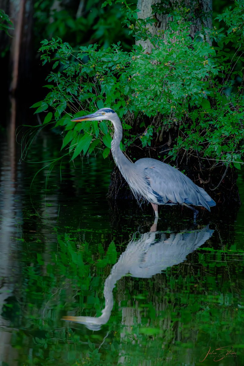 Great Blue Heron
 Virginia Beach VA
#photography #wildlife #birdphotography