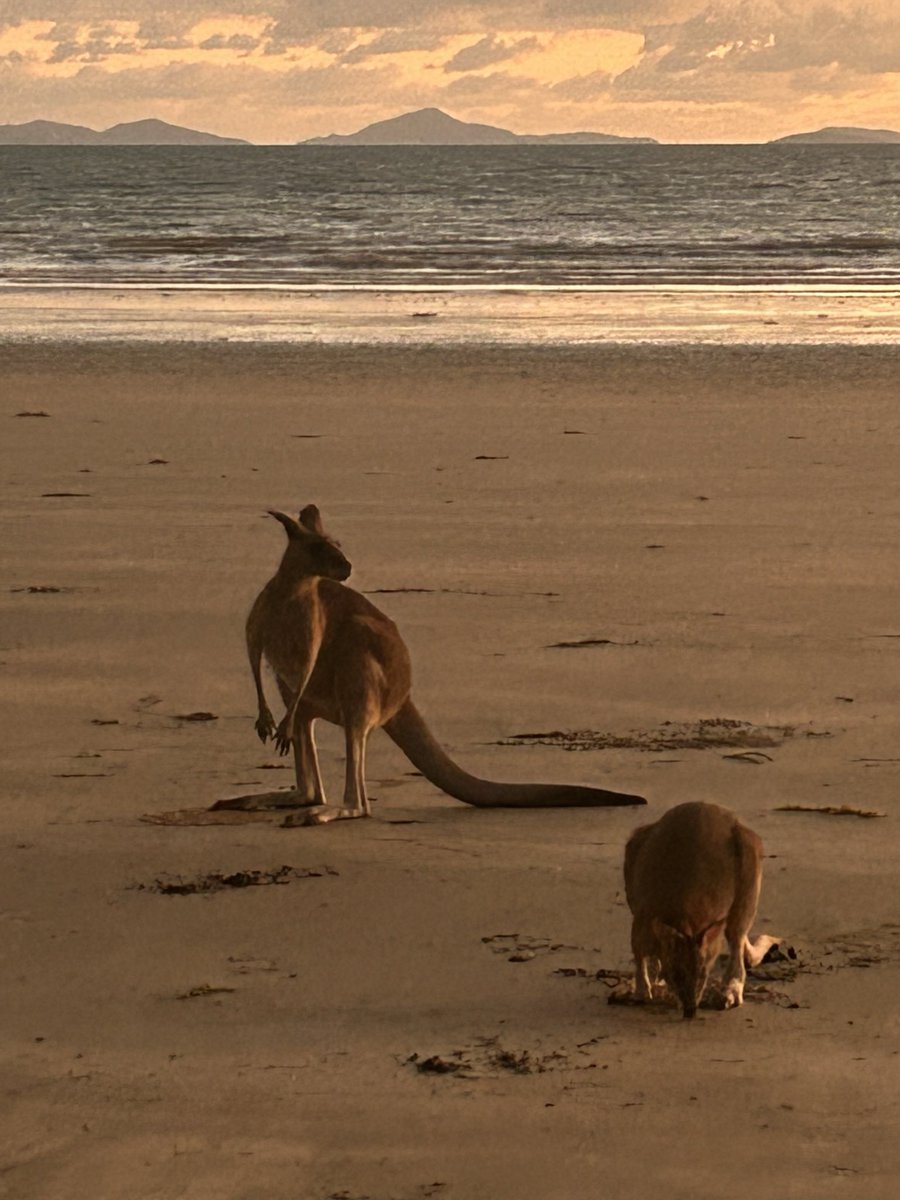 heidipiper's tweet photo. @PLoker From an April visit to Mackay (Qld, Australia) https://t.co/RRL3mMz4Dx
