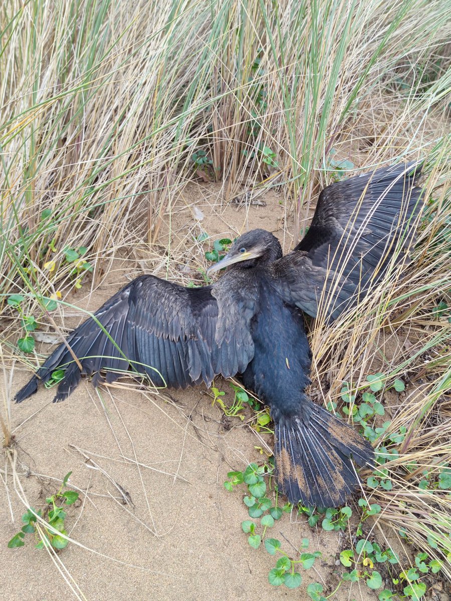 El pasado viernes 16 un ciudadano avisó sobre 18:00 al 112, ya que, un cormorán se encontraba en problemas en la Playa de la Arena (marismas del Barbadun-Muskiz)
No fue hasta el sábado sobre las 11:00, cuando se pusieron en contacto con dicho ciudadano. Para entonces, el cormorán