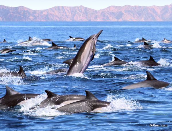 Dolphin Discovery: A Fascinating Journey into the World of Marine Wonders
 go.drprem.com/js4U5
#ecofriend #drpremnetwork #drprem #sponsored 
 #DolphinDiscovery #FascinatingJourney #inspirational #MarineWonders #Memories