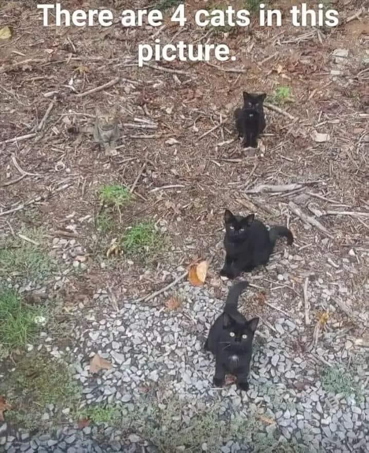 WICKED_Queen12's tweet image. 